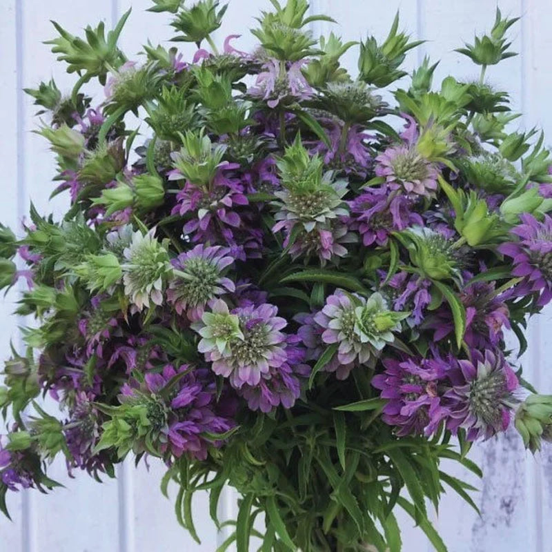 Bulk Lemon Mint Bergamot Herb Seeds, Monarda Citriodora MO042C