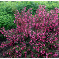 1 Gal. Wine and Roses Reblooming Weigela (Florida) Live Shrub, Pink Flowers and Dark Purple Foliage