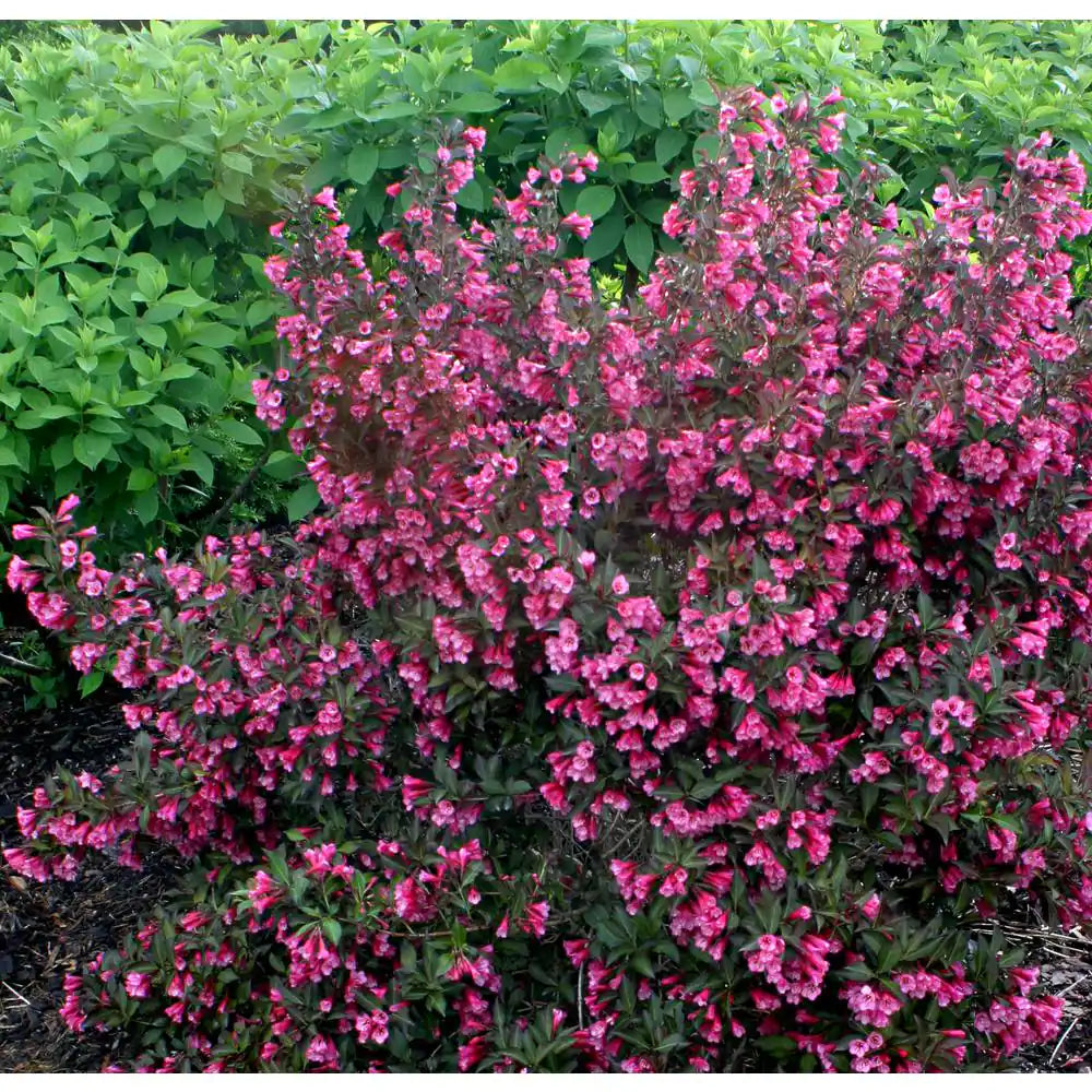 1 Gal. Wine and Roses Reblooming Weigela (Florida) Live Shrub, Pink Flowers and Dark Purple Foliage