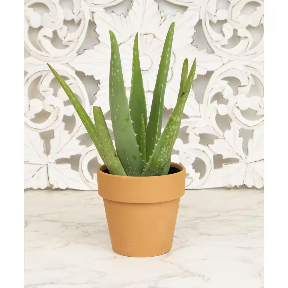 Live Aloe Vera Succulent Plants (3-Pack), 3.5In. Grower Pots, Easy Live Houseplants, Approx 10In. Tall,Indoor Succulents
