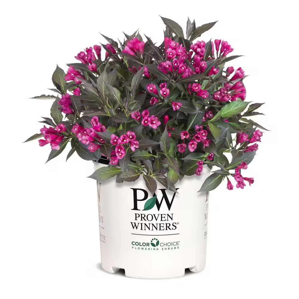 2 Gal. Spilled Wine Weigela Shrub with Bright Pink Flowers and Deep Purple Foliage