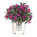 2 Gal. Spilled Wine Weigela Shrub with Bright Pink Flowers and Deep Purple Foliage