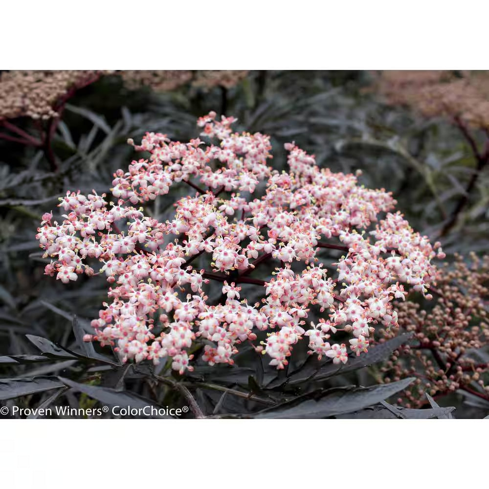 4.5 In. Qt. Black Lace Elderberry (Sambucus) Live Shrub, Pink Flowers