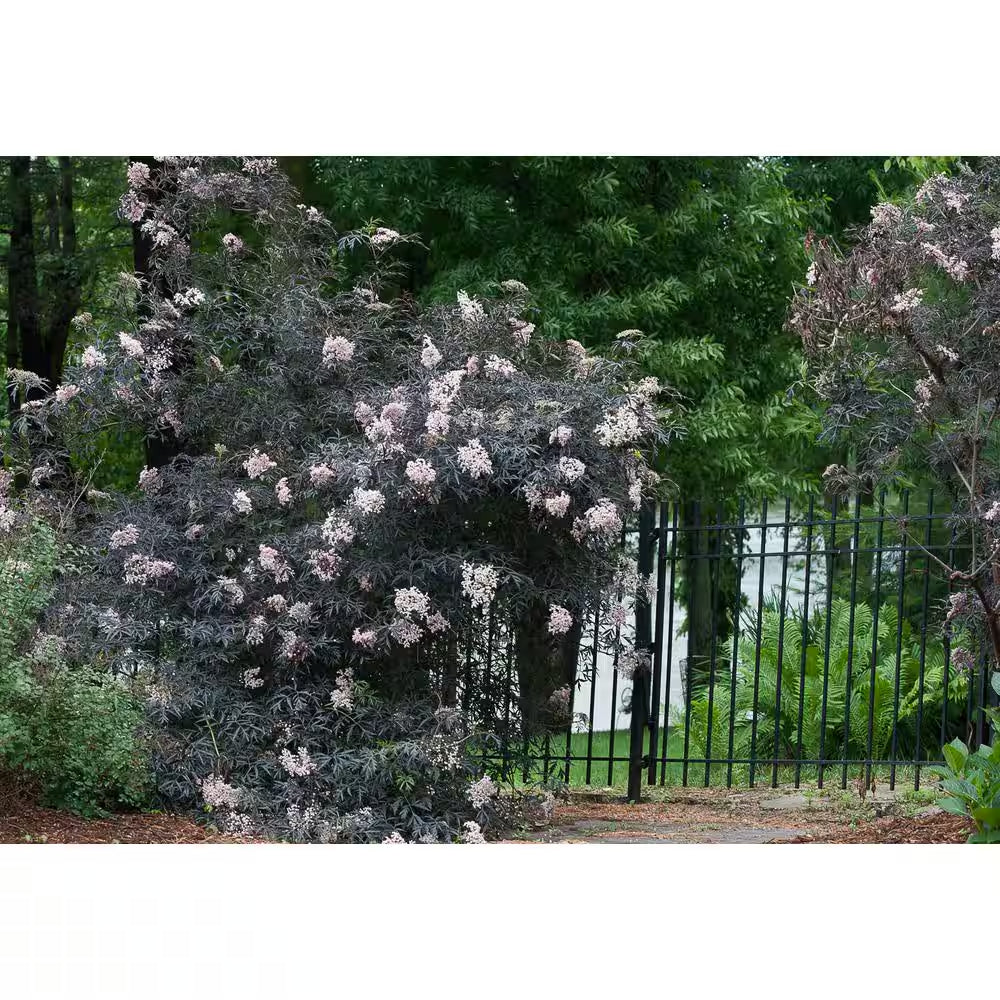 4.5 In. Qt. Black Lace Elderberry (Sambucus) Live Shrub, Pink Flowers