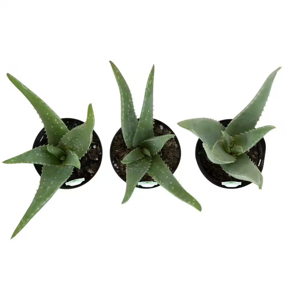 Live Aloe Vera Succulent Plants (3-Pack), 3.5In. Grower Pots, Easy Live Houseplants, Approx 10In. Tall,Indoor Succulents