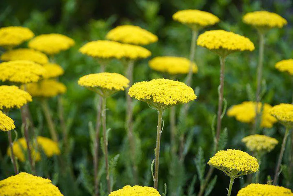 Bulk Golden Yellow Yarrow Seeds, Medicinal Native Plants, Achillea Filipendulina AC011C