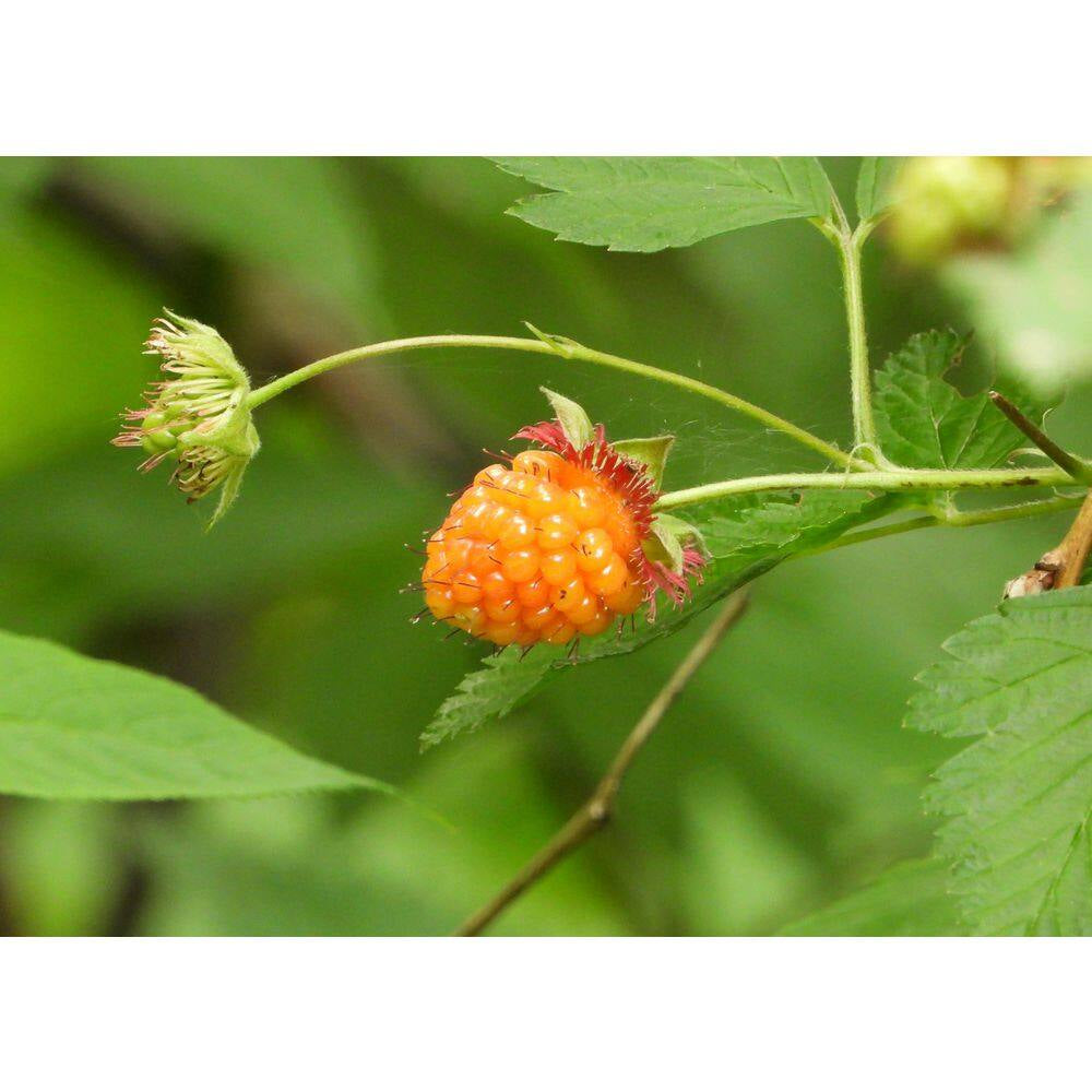 1 Gal. Salmonberry Native Shrub with Golden Sweet Fruit Similar to Raspberry