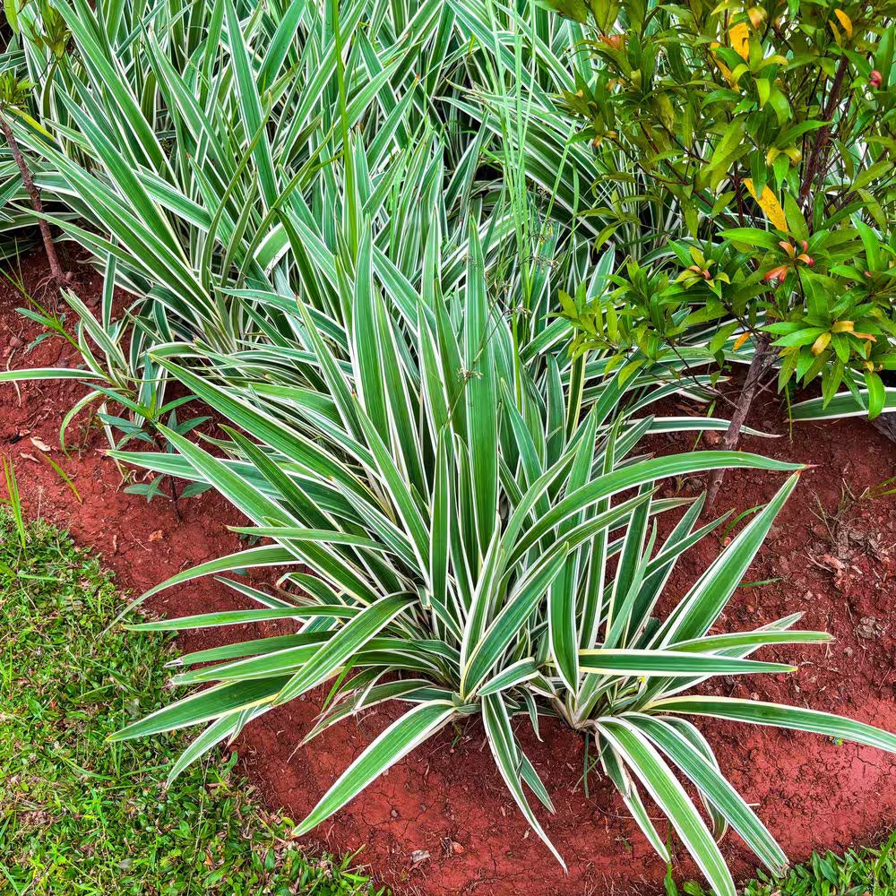 3 Gal. Dianella Flax Lilly Plant