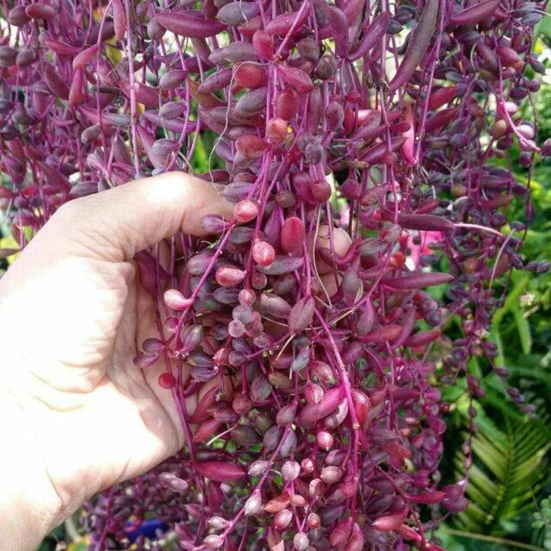 Ruby Necklace Succulent – Colorful Hanging Plant Gift, Easy-Care Trailing Succulent for Home or Office