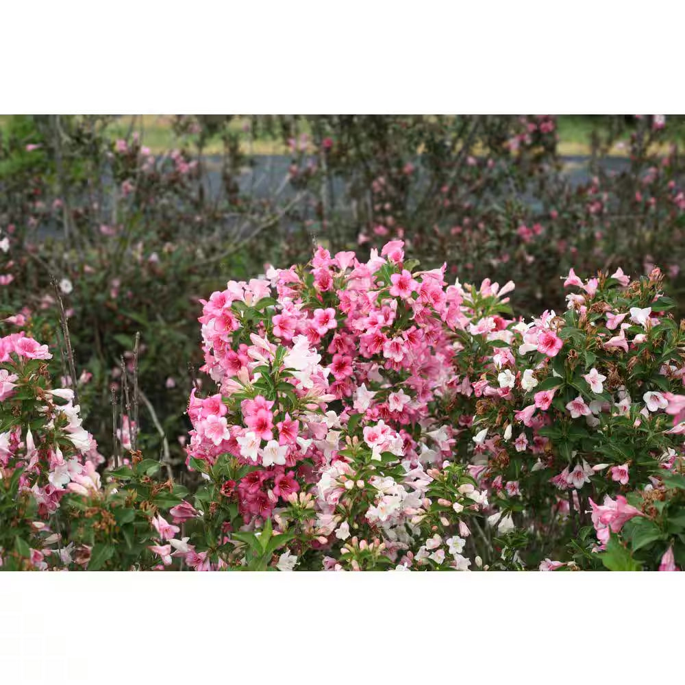 1 Gal. Czechmark Trilogy (Weigela) Live Shrub, White, Pink, and Red Flowers
