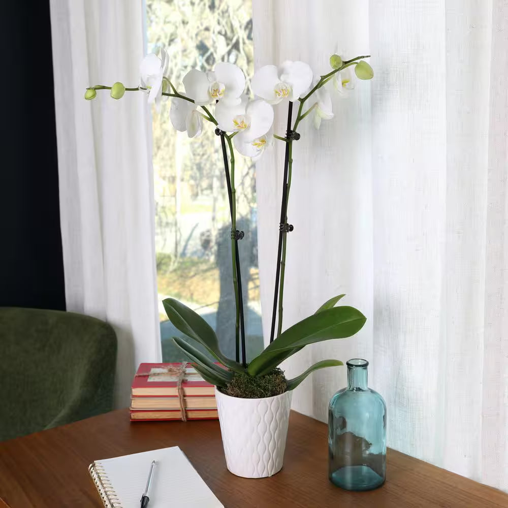 Premium Orchid (Phalaenopsis) White with Yellow Throat Plant in 5 In. White Ceramic Pottery