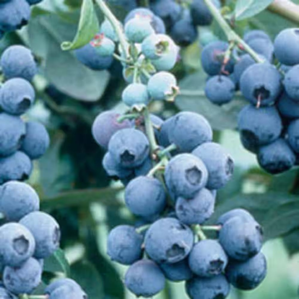 2.5 Gal. Becki Blueberry Plant - Live Fruit-Bearing Rabbiteye Bush Variety