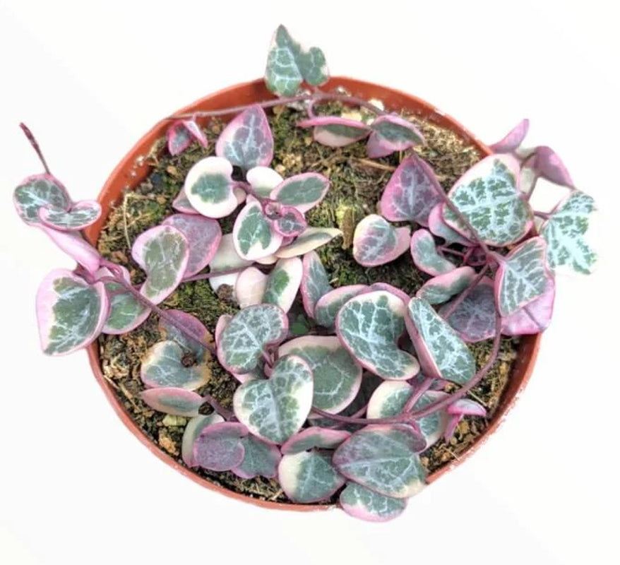 SPECIAL SALE - Rare Pink Variegated String of Hearts Plant Live in Pot Perfect Gift House Plant Ppp Low Light Indoor Plants