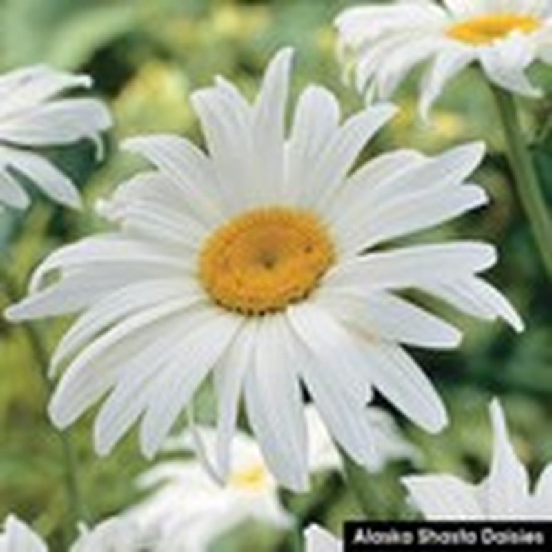 Wildflower Mix SHADE Garden Flowers Woodland Pollinator Butterfly 1000 Seeds!