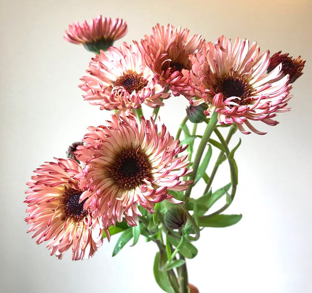 30 Seeds Double Apricot & Pinky Orange Calendula - Perennial