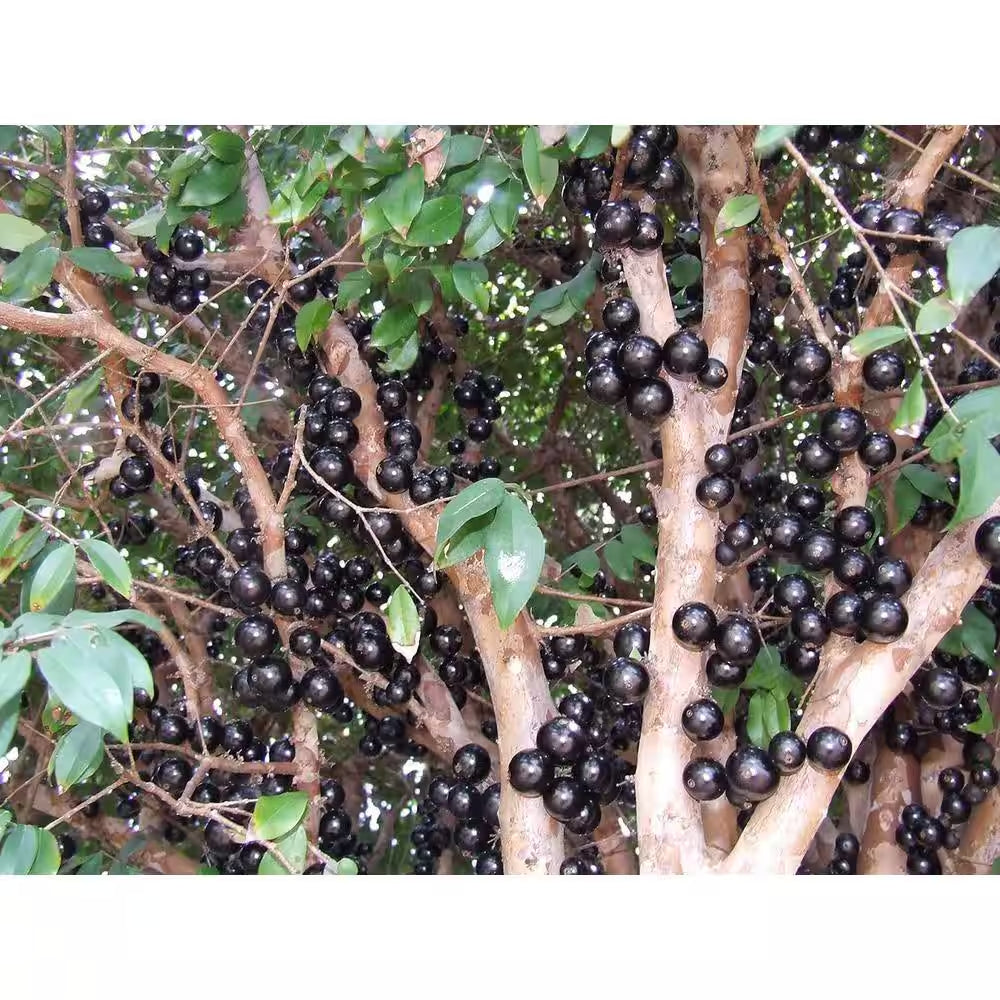 Jaboticaba Tree-Live Plant in a 3 In. Growers Pot-Plinia Cauliflora-Starter Tree-Edible Fruit Trees Florida