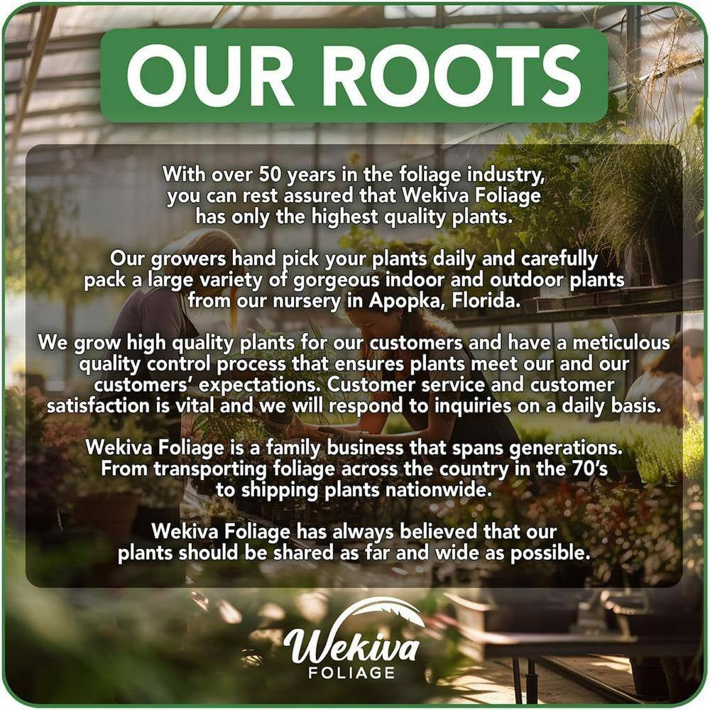 Arctic Blue Rose Bush-Live Starter Plant in a 2 Inch Pot-Beautifully Fragrant Rose from Florida