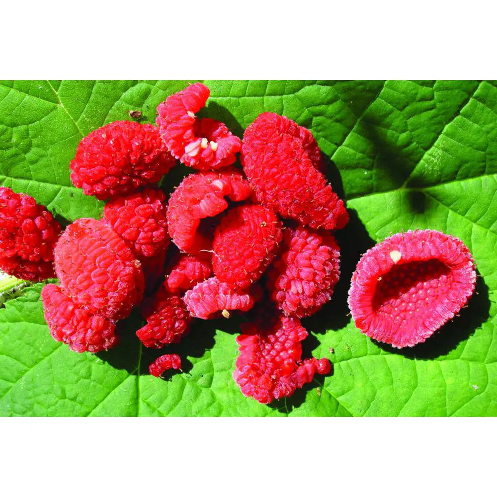 1 Gal. Thimbleberry Native Fruiting Shrub with Clusters of Sweet Red Fruit