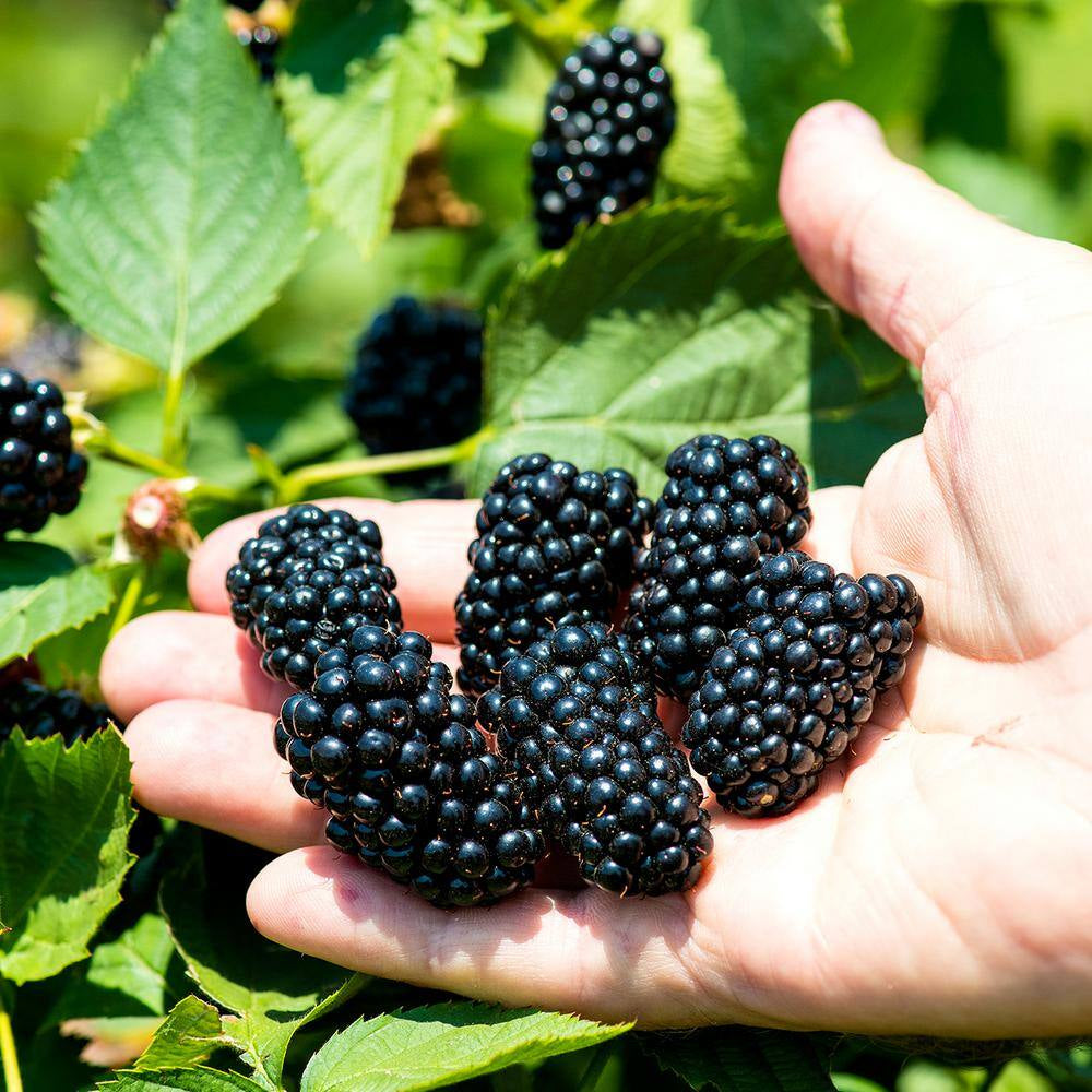 Primeark Freedom Blackberry Bush in 1 Gal. Growers Pot, Large Delicious Fruit