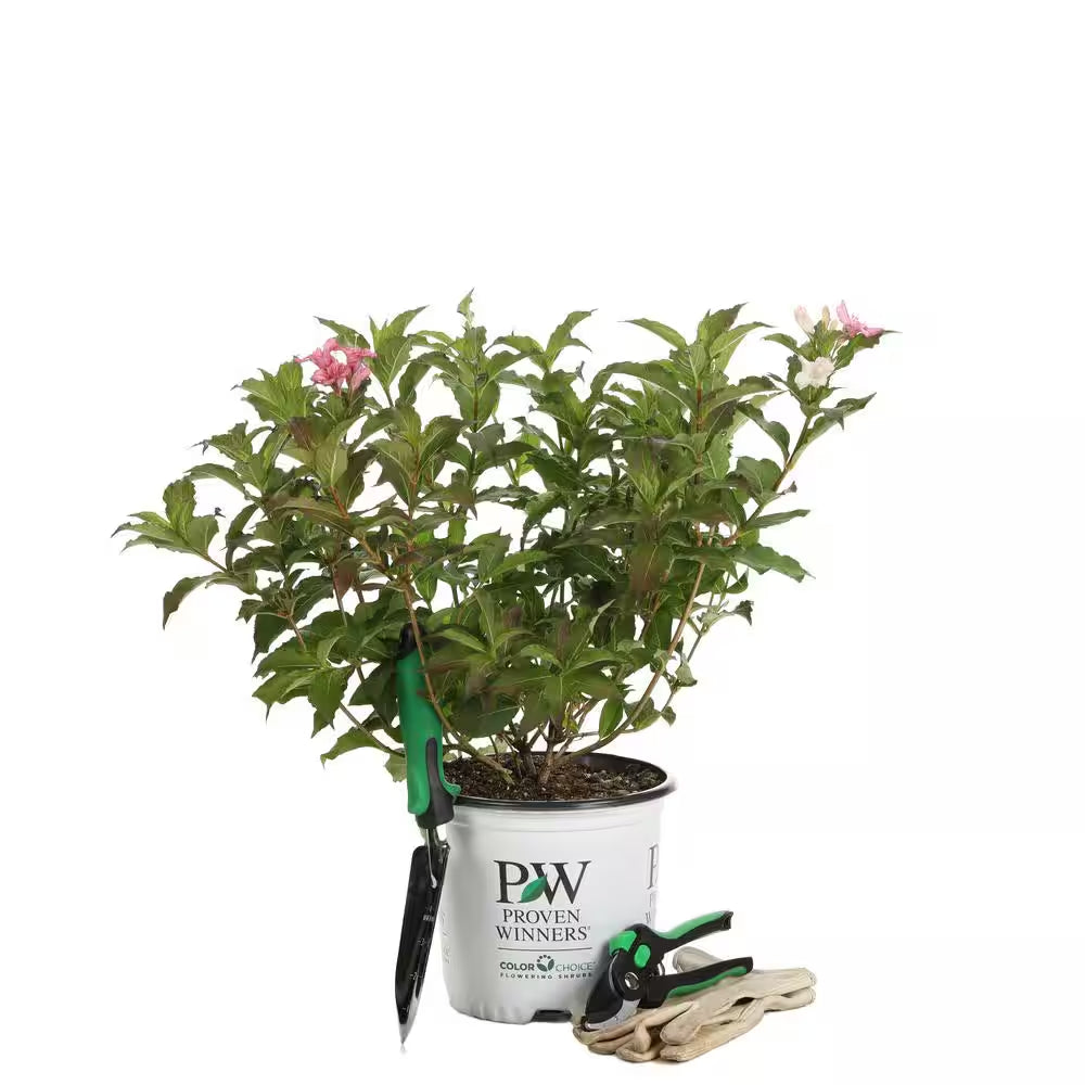1 Gal. Czechmark Trilogy (Weigela) Live Shrub, White, Pink, and Red Flowers