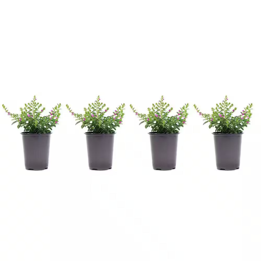 4.5 In. Pot Vigoro Cuphea Plant (4-Plants)