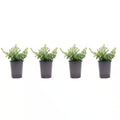 4.5 In. Pot Vigoro Cuphea Plant (4-Plants)
