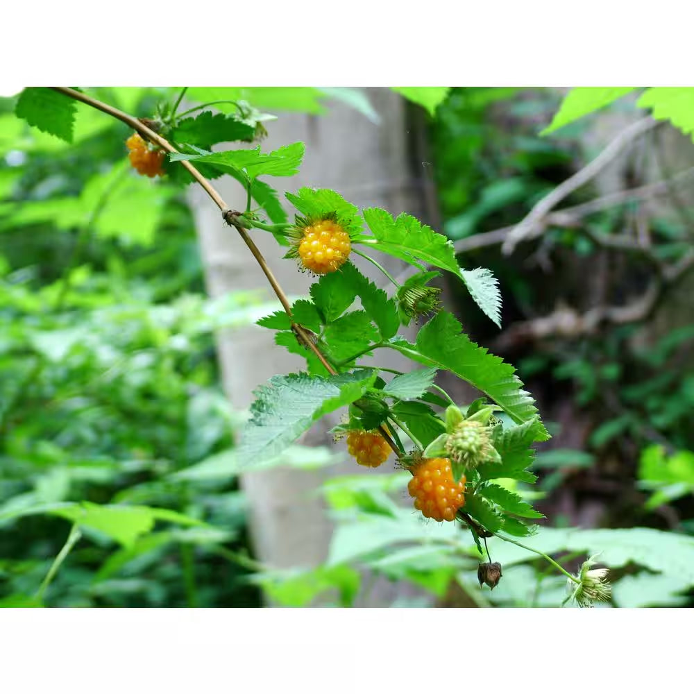 1 Gal. Salmonberry Native Shrub with Golden Sweet Fruit Similar to Raspberry