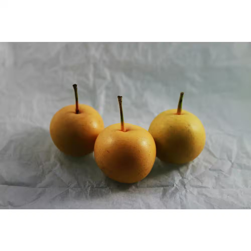 Dwarf Nijisseiki Asian Pear Bare Root