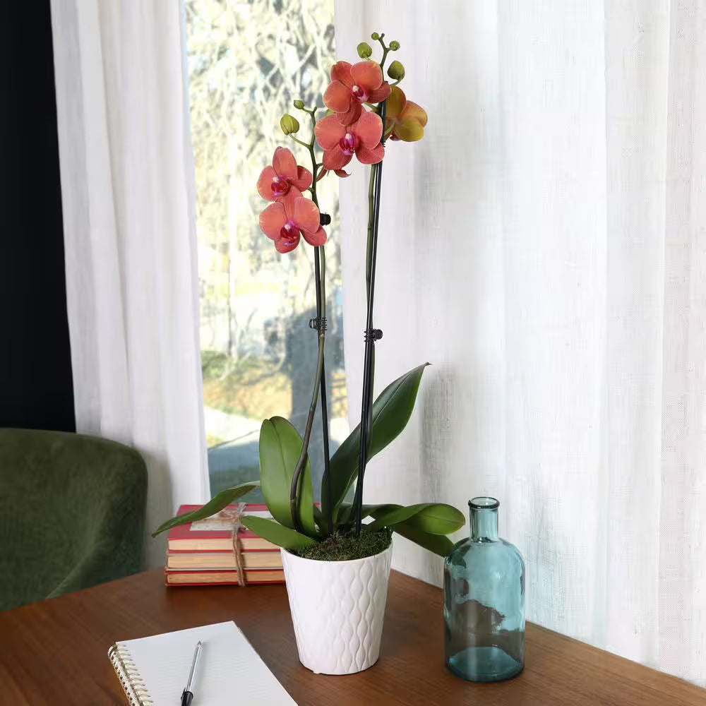 Premium Orchid (Phalaenopsis) Salmon Plant in 5 In. White Ceramic Pottery