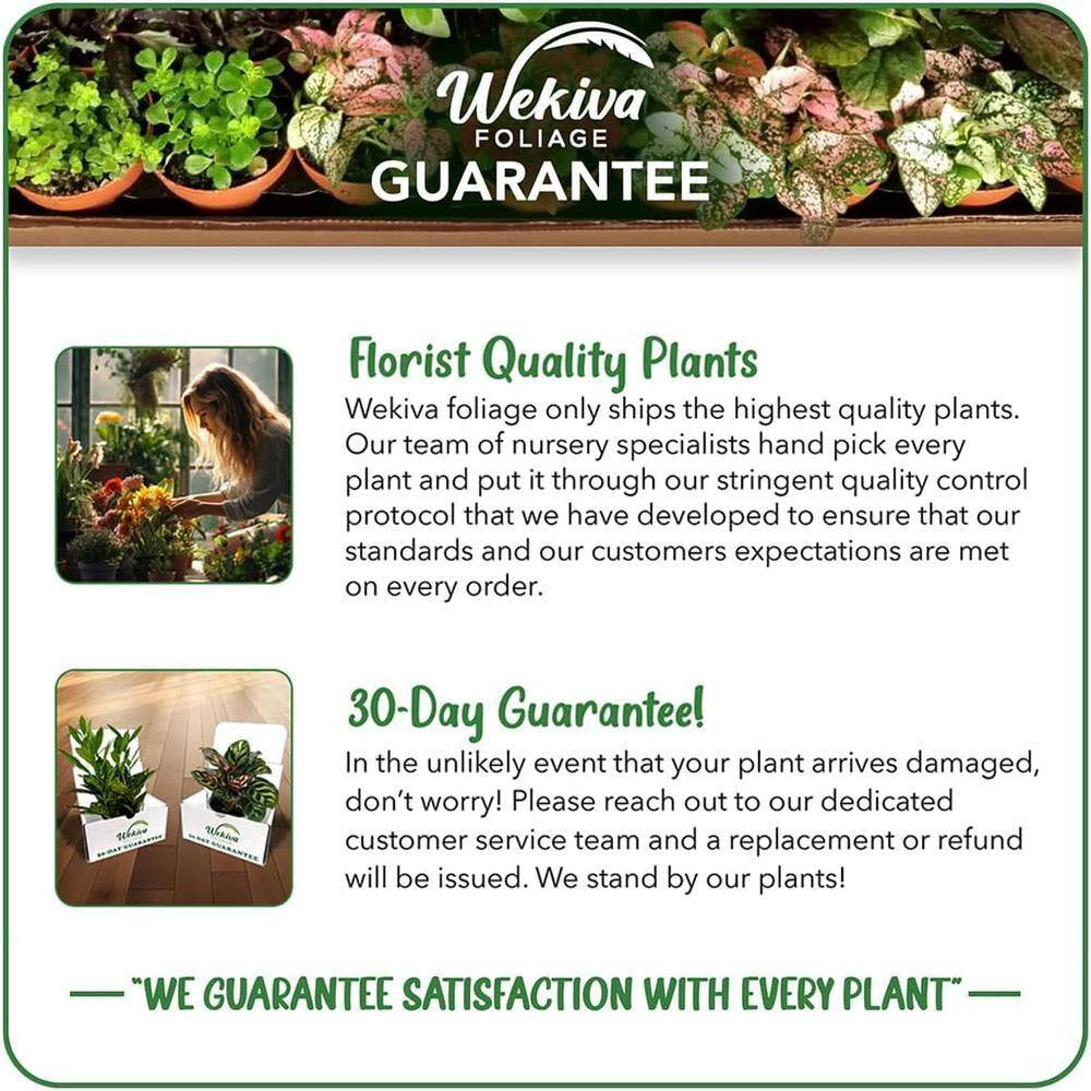 Arctic Blue Rose Bush-Live Starter Plant in a 2 Inch Pot-Beautifully Fragrant Rose from Florida