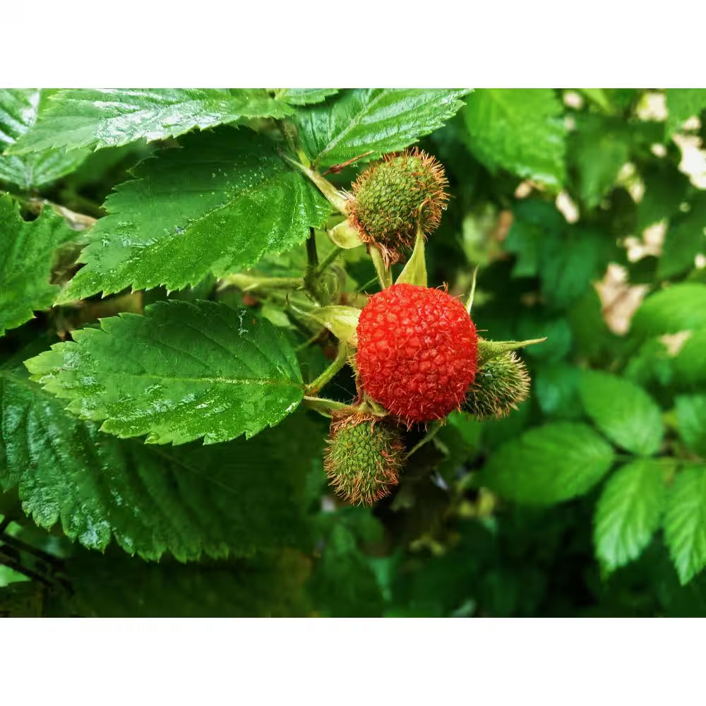 1 Gal. Thimbleberry Native Fruiting Shrub with Clusters of Sweet Red Fruit