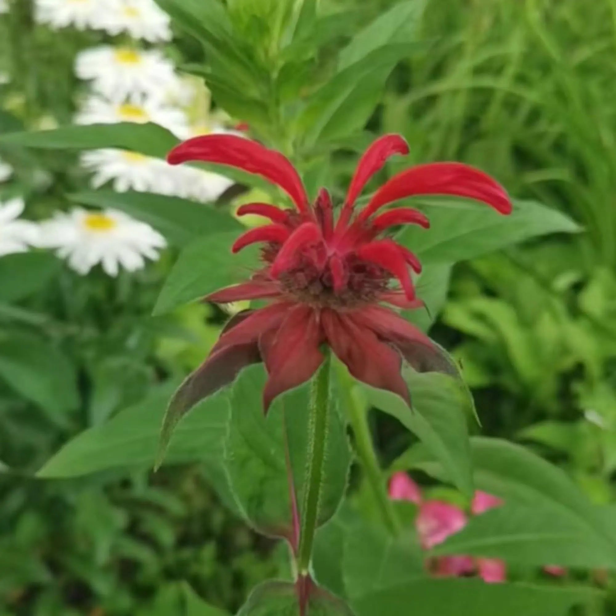 1000 Red Bee Balm Seeds – Heirloom Monarda Didyma for Pollinator Gardens, Borders & Wildflower Meadows