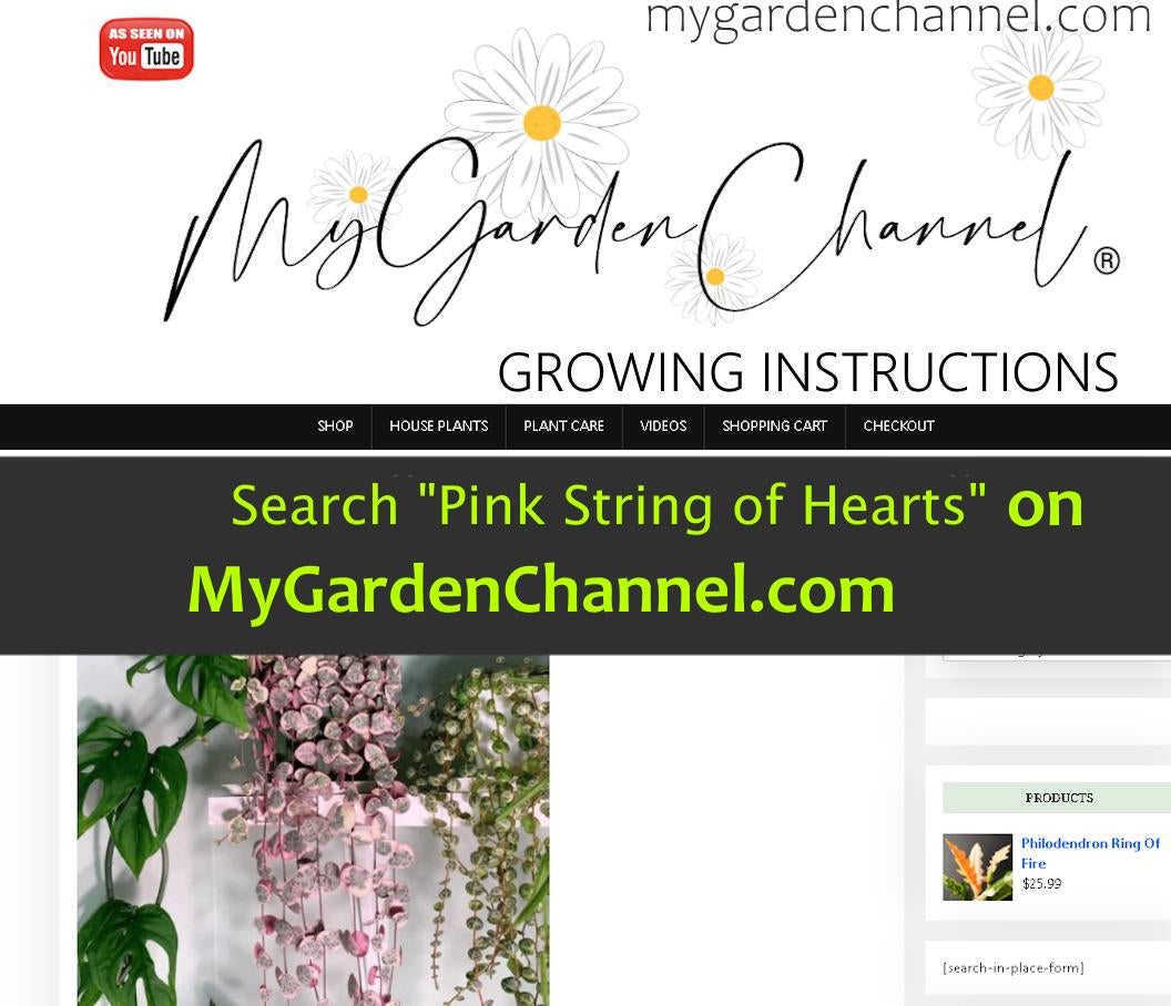 SPECIAL SALE - Rare Pink Variegated String of Hearts Plant Live in Pot Perfect Gift House Plant Ppp Low Light Indoor Plants