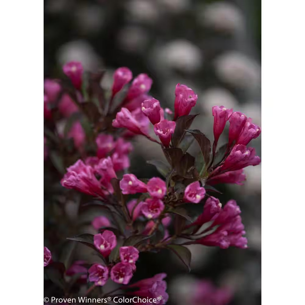 1 Gal. Wine and Roses Reblooming Weigela (Florida) Live Shrub, Pink Flowers and Dark Purple Foliage
