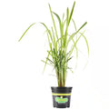 2.32 Qt. Lemongrass, Live Plant