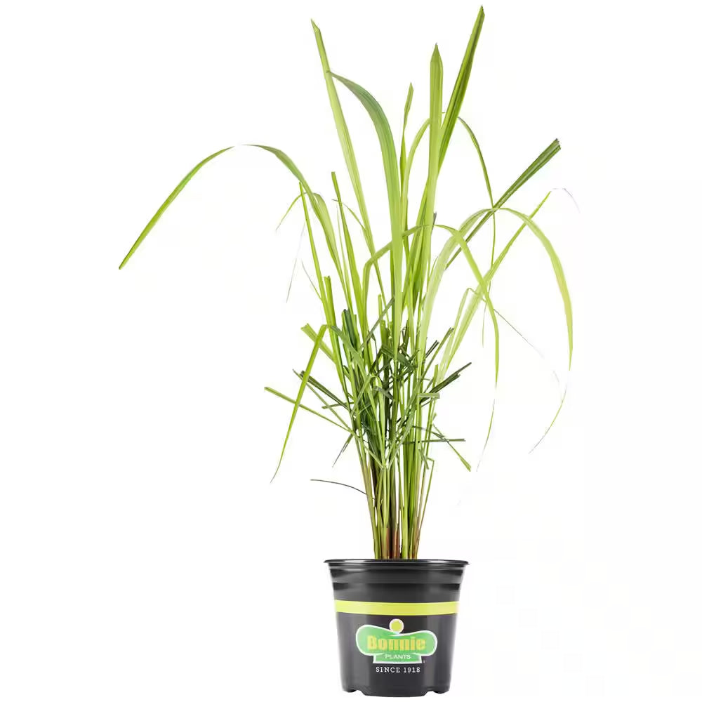 2.32 Qt. Lemongrass, Live Plant