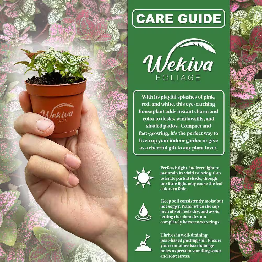 Tricolor Polka Dot Plant-4 Live Plants in 2 In. Growers Pots-Hypoestes Phyllostachya