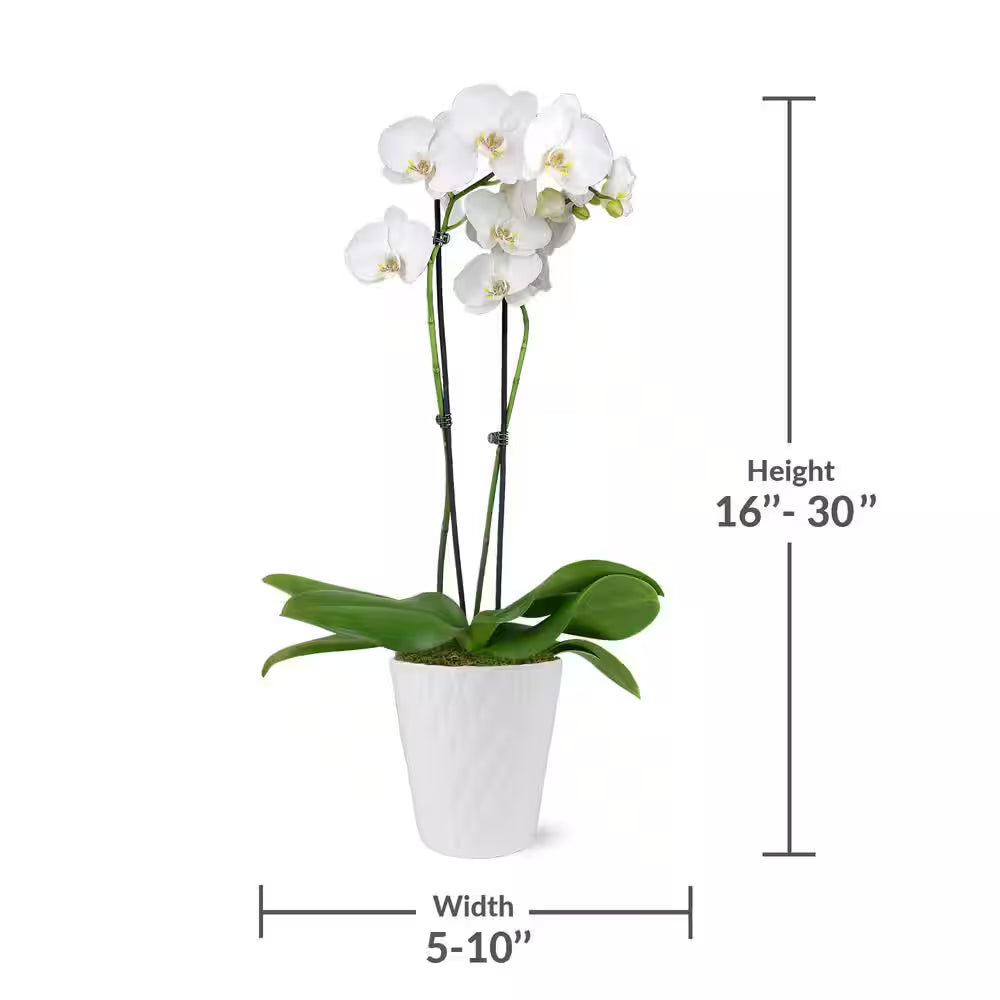 Premium Orchid (Phalaenopsis) White with Yellow Throat Plant in 5 In. White Ceramic Pottery