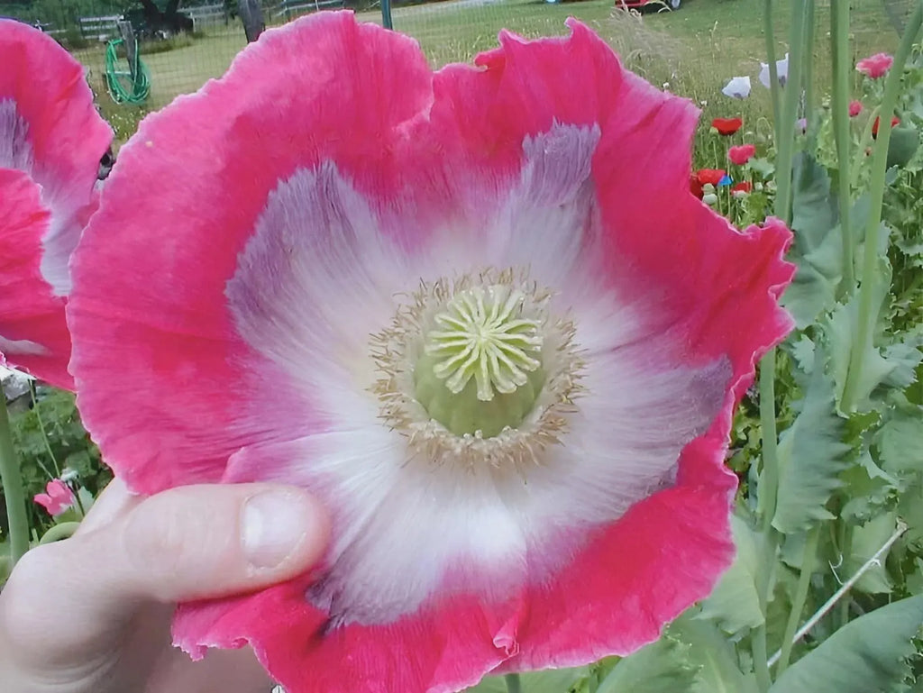 1000 Giant Rattle Poppy Seeds – P. Somniferum | Huge Pink & White Blooms | Heirloom Flower | Attracts Pollinators