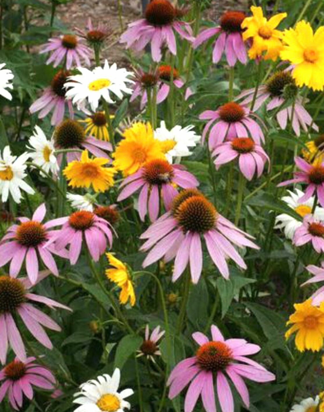 Wildflower Mix SHADE Garden Flowers Woodland Pollinator Butterfly 1000 Seeds!