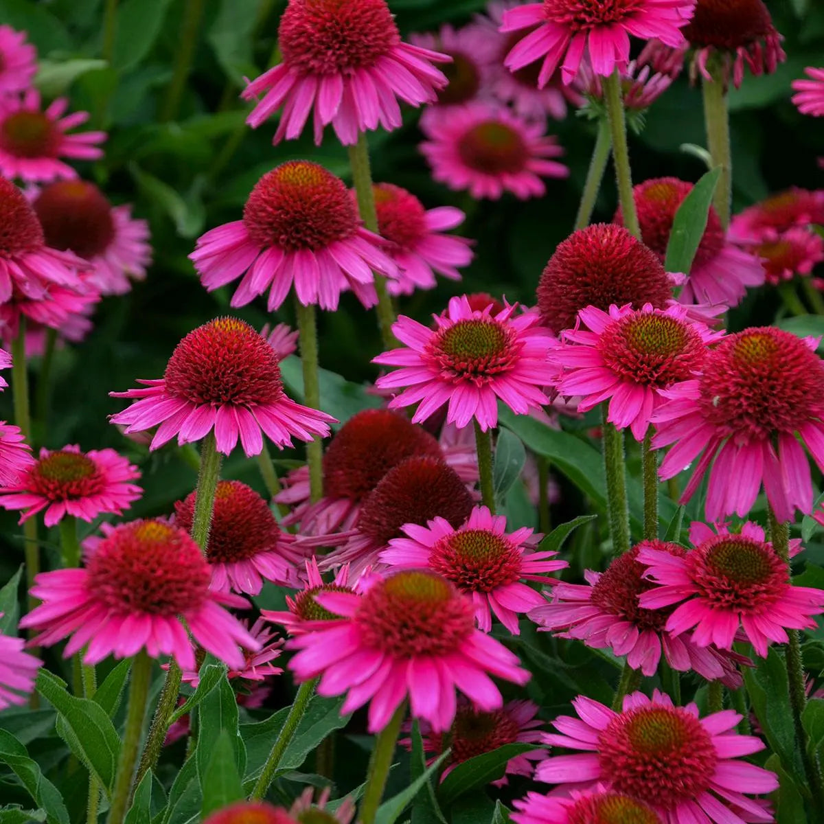 2 Delicious Candy Live Starter Echinacea Coneflower Plants Shipped Today. Stunning Colors. Shipped Trimmed for Planting