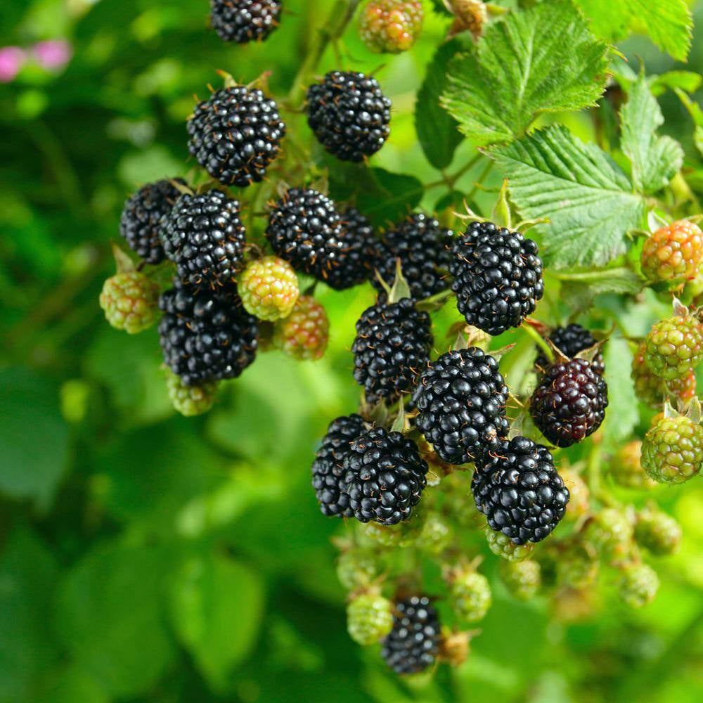 Chester Blackberry in 1 Gal. Growers Pot, Blackberry Shrub