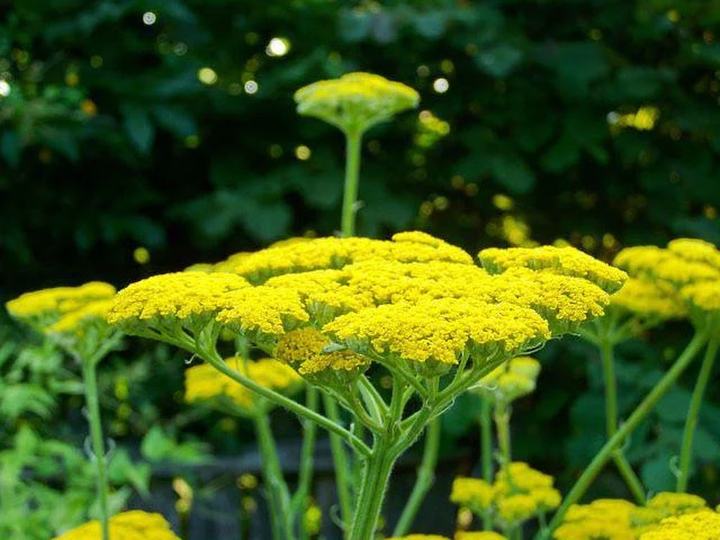 Bulk Golden Yellow Yarrow Seeds, Medicinal Native Plants, Achillea Filipendulina AC011C