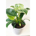 Birkin Philodendron-White Measure-4 Live Plants in 2 In. Pots-Philodendron Hybrid-Houseplant