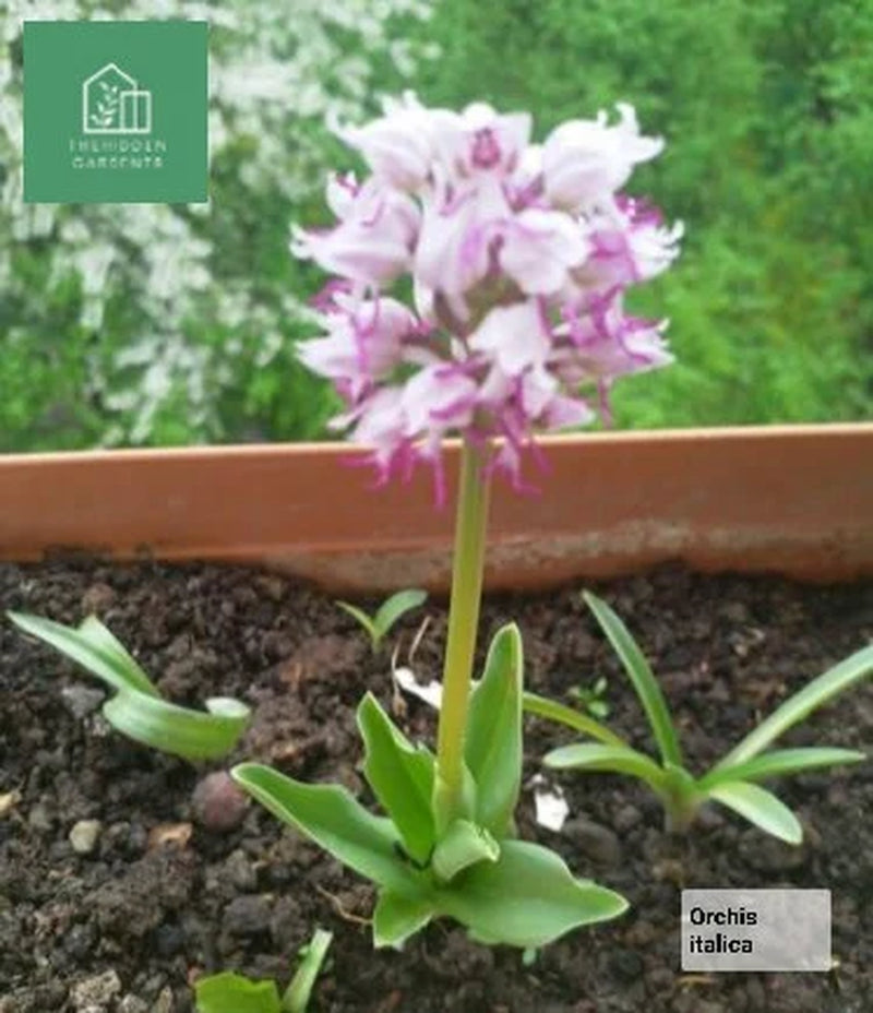 Italian Orchid Flowers 5 Live Plants *Orchis Italica*