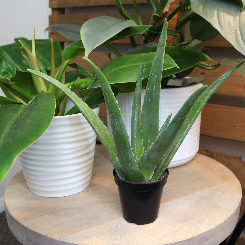 Live Aloe Vera Succulent Plants (3-Pack), 3.5In. Grower Pots, Easy Live Houseplants, Approx 10In. Tall,Indoor Succulents
