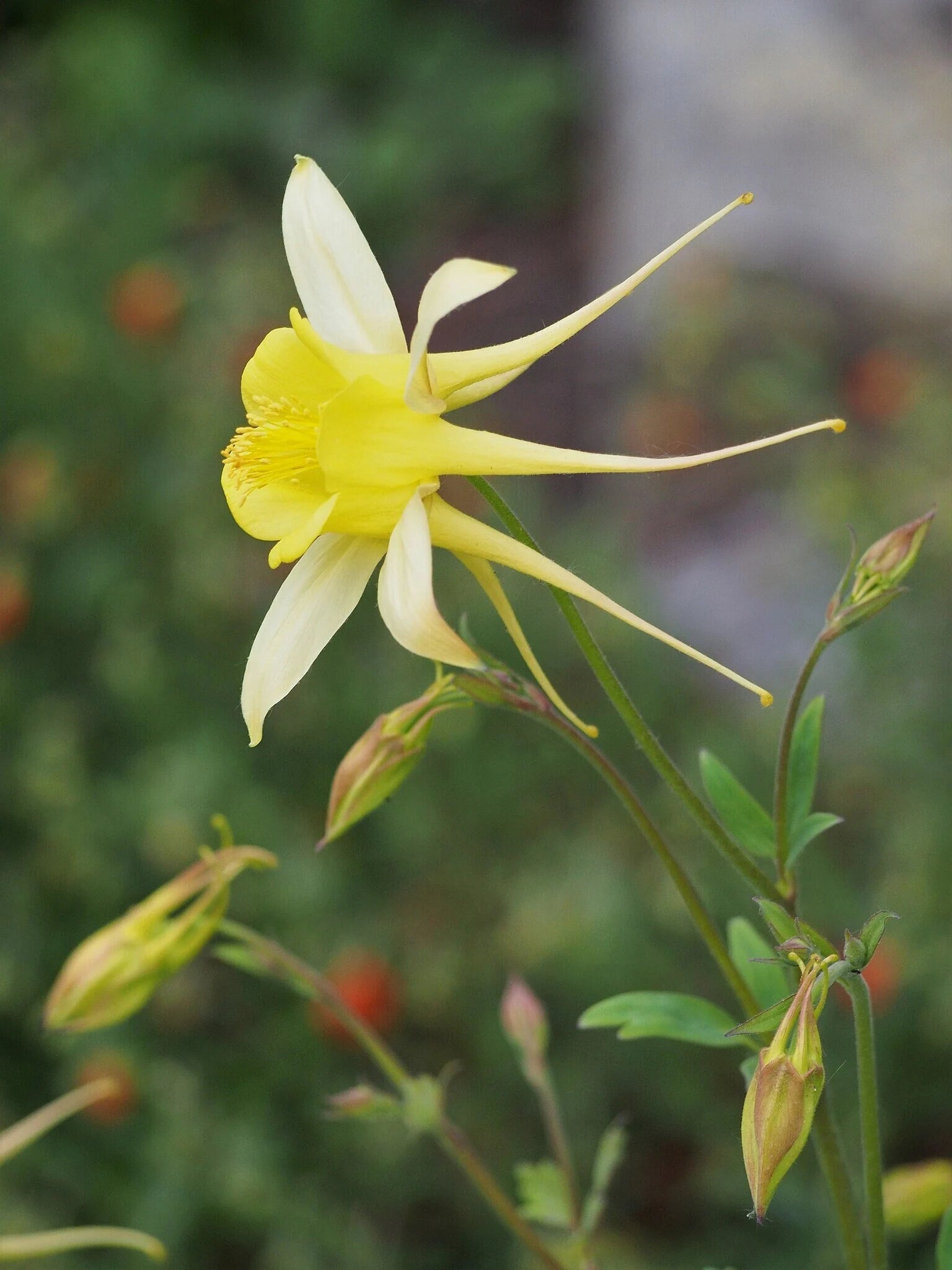 YELLOW STAR COLUMBINE Seeds *Free Shipping!* Fresh & Organic Aquilegia Caerulea Seeds, Yellow Outdoor Flower Seeds Bulk | Columbine Seeds