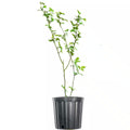 Primeark Freedom Blackberry Bush in 1 Gal. Growers Pot, Large Delicious Fruit