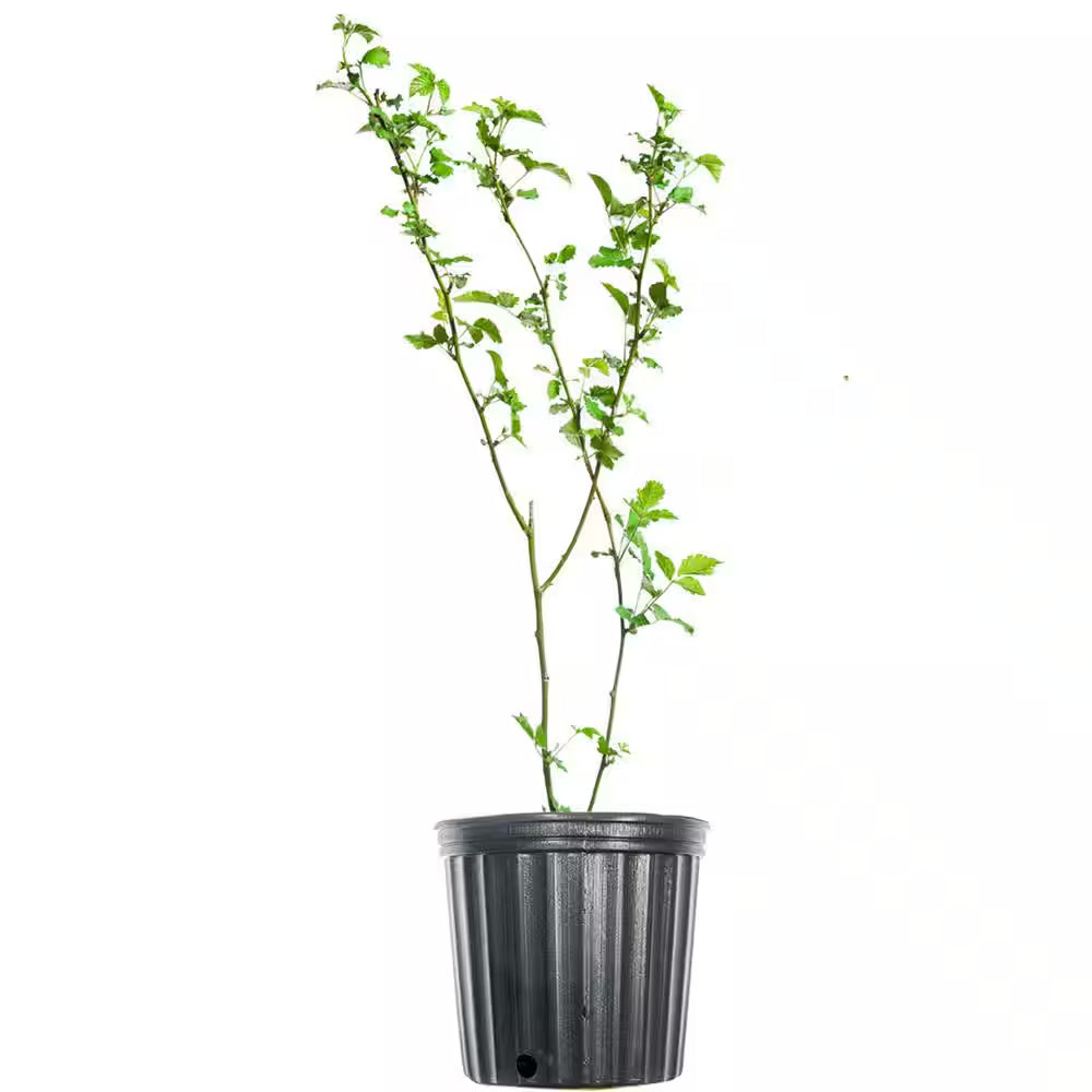 Primeark Freedom Blackberry Bush in 1 Gal. Growers Pot, Large Delicious Fruit