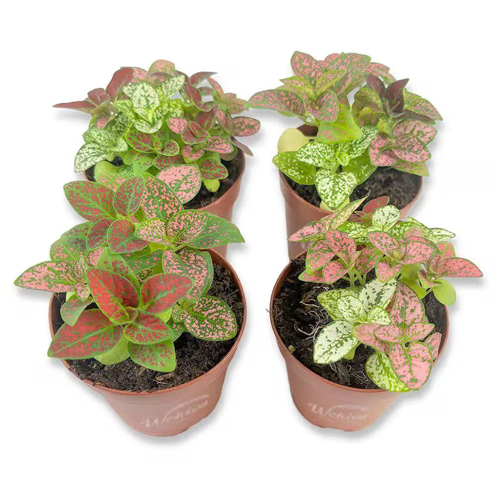 Tricolor Polka Dot Plant-4 Live Plants in 2 In. Growers Pots-Hypoestes Phyllostachya